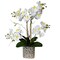 Amelie Real Touch Phalaenopsis Orchid Arrangement Silver Ceramic Vase